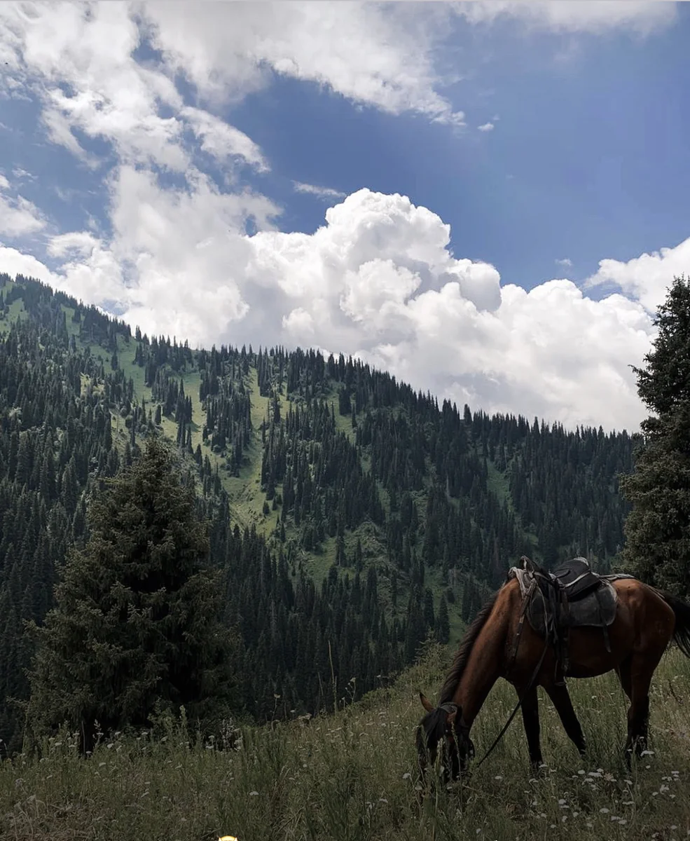 Saddled horse grazing on a mountain meadow with spruce-covered slopes in the background